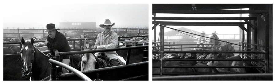 cattle in catch pens and the corral at Broseco Ranch