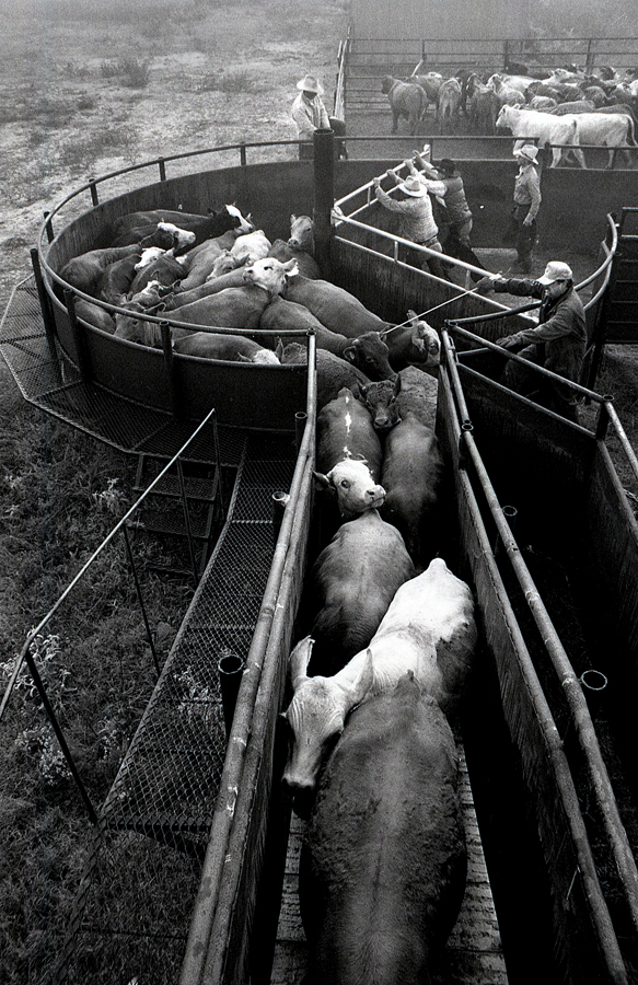 cattle in catch pens and the corral at Broseco Ranch