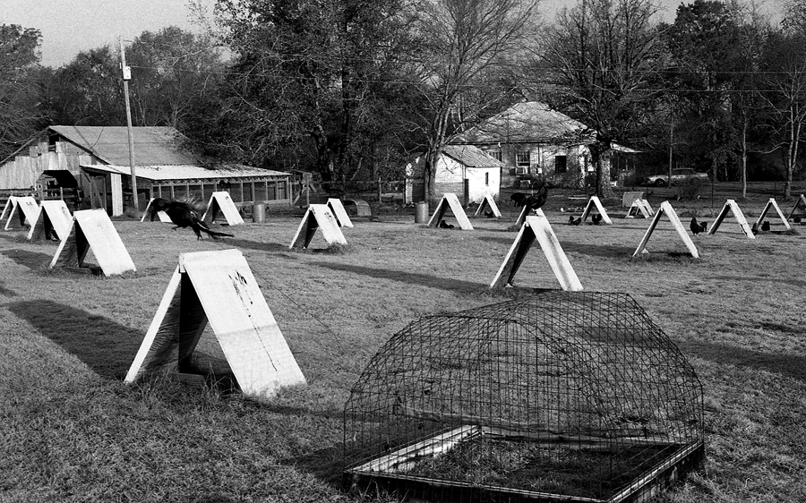 Glen Justiss breading yard 1999