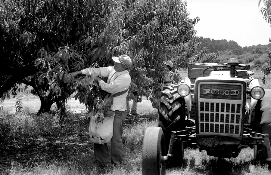 The 1993 peach harvest in Camp County was a boom.