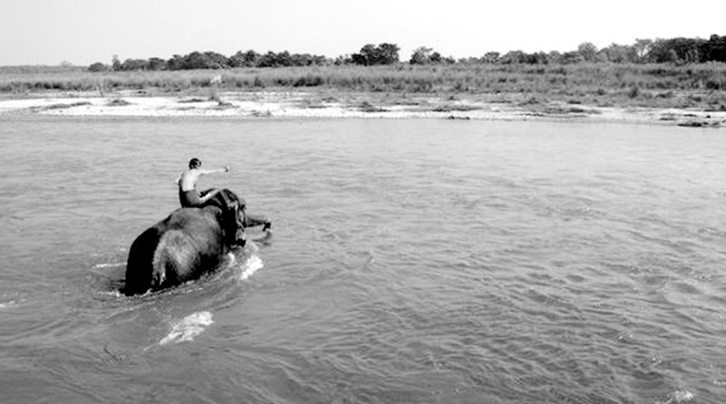 Elder Family Show Elephant crossing the Red River