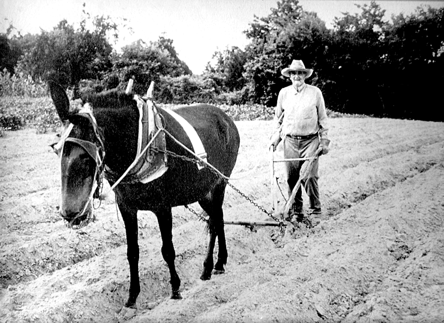 A T “Buck” Blalock’s mule 