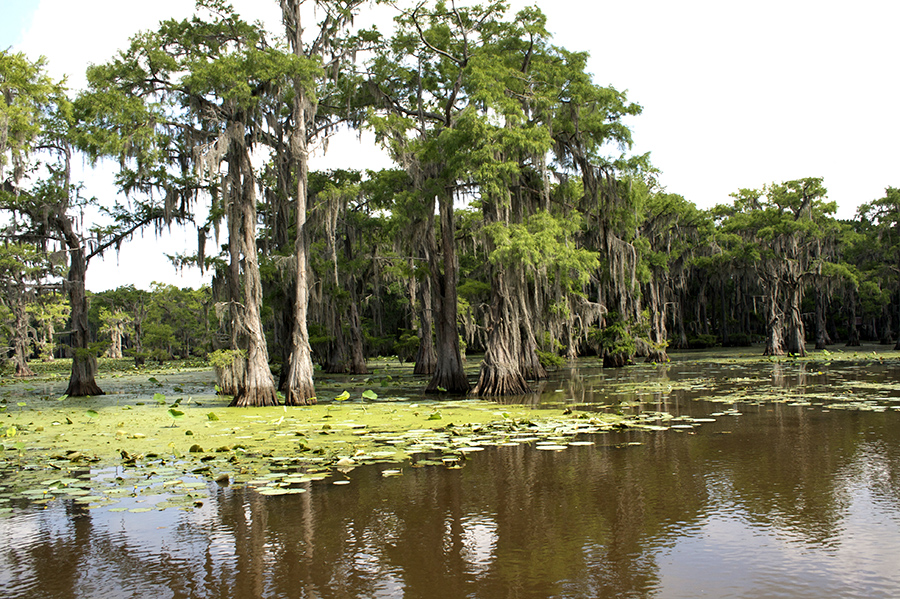 Caddo Lake